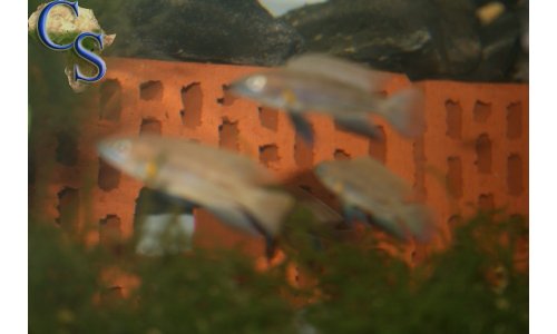 Neolamprologus nigriventris